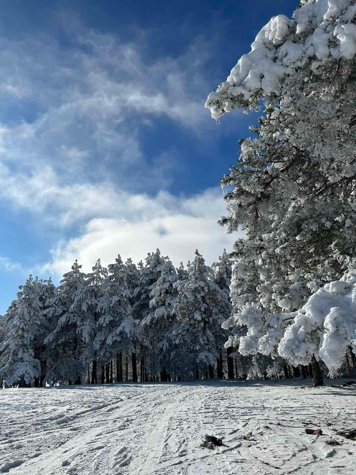 Apartman Nimfa Zlatibor Bagian luar foto